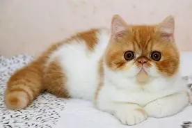 如何为宠物猫驱虫及注意事项图片