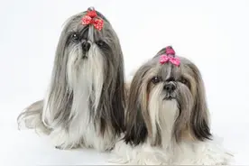 怎么给长毛犬梳理毛发图片