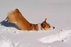 小短腿柯基也参加了奥运会，还是冲击金牌的节奏啊！图片