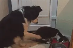 喵星人就是这么霸道，专治狗狗各种不服！图片