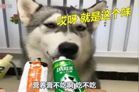为了测试自家哈士奇纯不纯，主人让狗狗选食物，二哈的选择太逗了