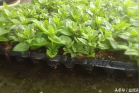 盆栽活体蔬菜之盆栽田七苗盘扦插育苗图片