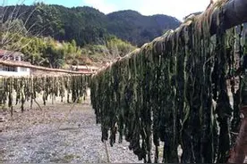 奶奶自制梅菜干的全部过程，用它来做梅菜扣肉实在好吃图片