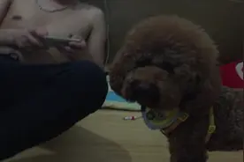 呆萌狗狗吃喝玩乐两手抓，被主人调侃，反正就是这么任性！图片