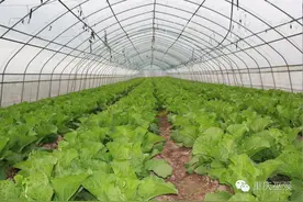 头条 | 你知道巫溪的蔬菜有多受欢迎吗？我县又将建3个蔬菜基地唷！图片