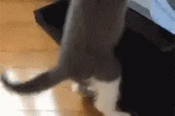 这只猫一直在玩永远摸不到的逗猫棒，这智商也是捉急图片