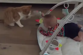 当猫咪 遇到宝宝，原来我家猫咪是这样看孩子的视频封面
