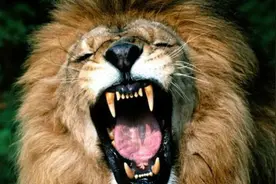 超清晰的野生雄狮夜晚的怒吼声，与另一只雄狮的合唱，太棒了！图片