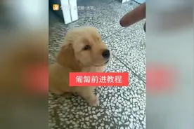 看狗狗是怎样学习匍匐前进的，学习一下！图片