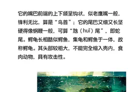 《山海经》中神奇的怪兽旋龟，真实存在并活到现在！图片