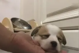 小狗狗只有枕着主人的手睡觉才能睡得踏实