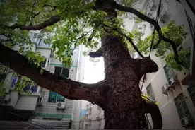 海珠｜探秘龙水埗（上）| 藏匿在闹市身后的村庄图片