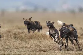霸道的疣猪想霸占野狗的地盘，这次惹怒野狗了看来后果很严重啊！图片