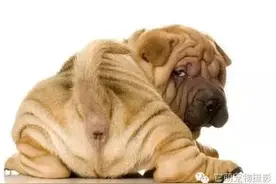 让狗狗在合适的时间大小便的办法就是......图片