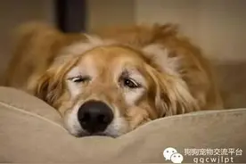 经验丨狗狗便秘怎么办？汪星人乐园来帮忙！图片