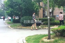 小区里养宠物、家禽扰民惹人怨管理成难题图片