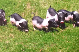 养猪也要交税啦，养猪户快算算自己该交多少钱！图片