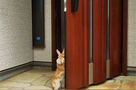 总是偷瞄主人的兔子，神秘监视的背后，原来隐藏着这么暖心的原因图片