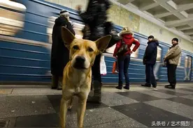 俄罗斯的流浪狗懂得自己搭地铁通勤，尊重乘客，这是别国的流浪狗图片