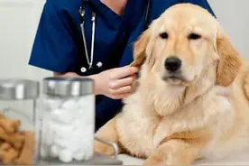 经验分享丨狗狗咳嗽很揪心 学会一周就痊愈！图片