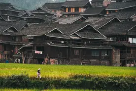 祛风湿药用于风湿痹痛、筋脉拘挛、麻木不仁、腰膝酸痛、下肢痿弱图片