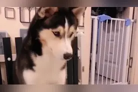 二哈想靠实力证明自己，谁知被主人套路，一脸无辜单纯的眼神