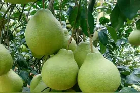 为什么种植的柚子树挂果少？可能是你犯了以下这个错误的管理方法图片