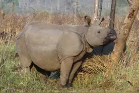 谁说犀牛是外来物种 ——《野生动物属于大自然》系列活动即将启幕图片