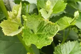 葡萄补钙秘笈：改土为先，吸收兼顾，根施为主，叶面巧补图片