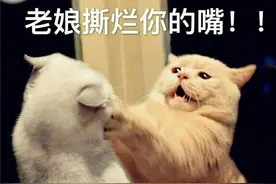 不要对猫咪做这6件事，不然它咬你没商量图片