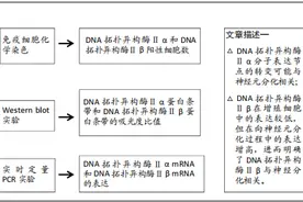 DNA拓扑异构酶Ⅱ在ICR小鼠神经干细胞中的表达及意义图片