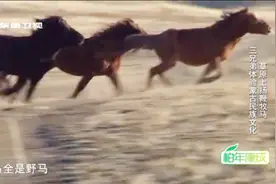 蒙古人是马背上的民族，那你知道他们如何抓野马并驯服它吗？视频封面