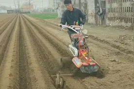 种植大姜的正确方法和步骤图片