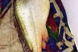 同样是黄鱼，为何野生的能卖出400万天价，人工养殖的却论斤卖？图片