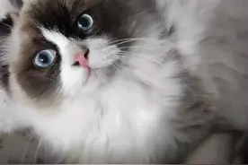 猫咪冷到抱团取暖，狗狗在窝里睡还冻得拉肚子，这得冷到什么程度图片