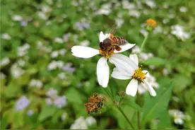 蜜蜂为什么会有乱昼现象？目的是什么？专家：有以下两个重点原因图片