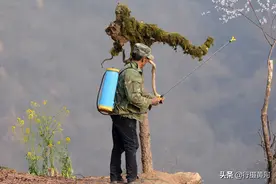 河南“鸟人”余老二深山10年保护凤凰鸟，如今凤凰活成啥样子图片