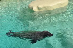 看百科学英语：Seal海豹图片