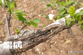 苹果树得了干腐病怎么办？4个措施防治更彻底图片