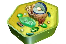 麻雀虽小五脏俱全，高清多图了解植物细胞结构，学习细胞器作用图片