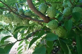 即将大量采摘，却丑闻频出，果肉内满是虫子，网友：滞销怪谁图片