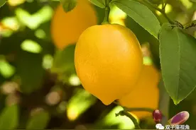 好歌赏析，听歌学英语——Lemon Tree 柠檬树图片