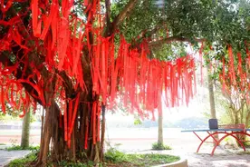 因榕树的生命力强所以南方土地庙有榕树且不宜种在房屋边图片