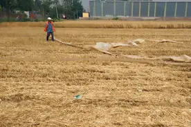 麦茬地种玉米，先种后浇和先浇后种，看似没区别，效果大不同图片
