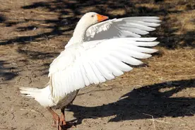 2只老虎围攻1只鹅，反被大鹅欺负，撒腿就跑！大鹅为什么那么凶？图片