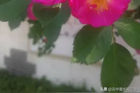 蔷薇花语，满满的爱图片