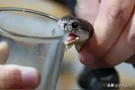 咬伤不痛不痒，心存侥幸？亚洲最强毒蛇——银环蛇图片