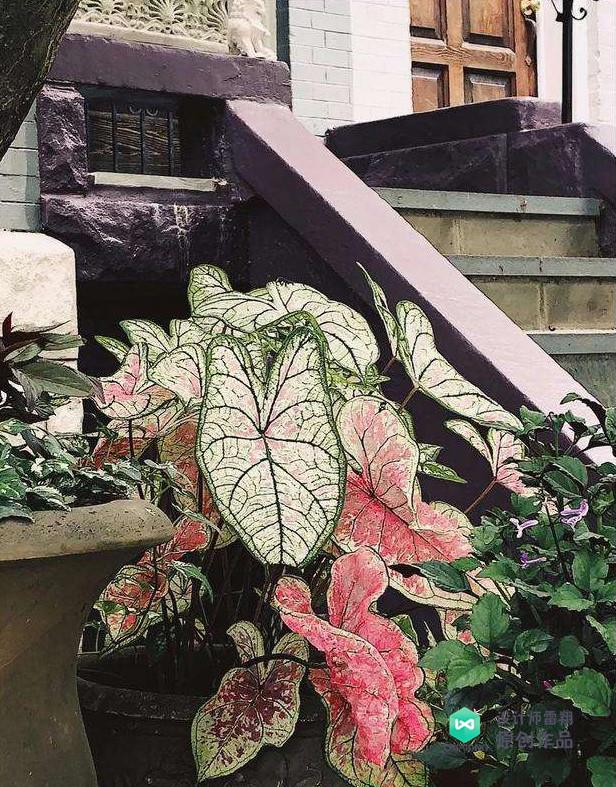 庭院设计经验:有哪些适合生长在背阴处的植物?这六种好看又耐活