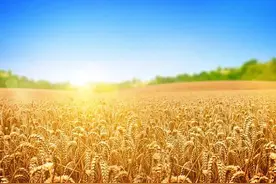 我把那夜艳遇告诉爱人，她说我傻透了图片