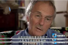 纯种狗的悲哀：人类知道不能近亲繁殖，却强迫狗狗回交图片